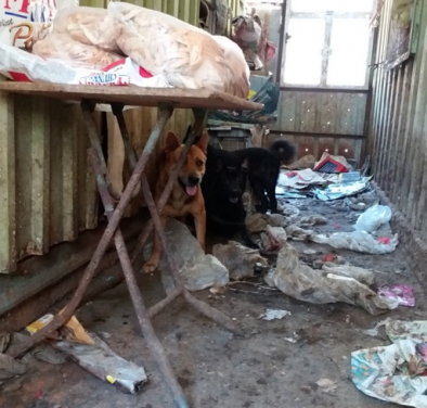 May 2018: Six dogs, some emaciated and suffering from skin disease, were found living in filthy conditions.     The owner, who refused to surrender the animals, was keeping over 60 dogs on another site, also in rent arears.
